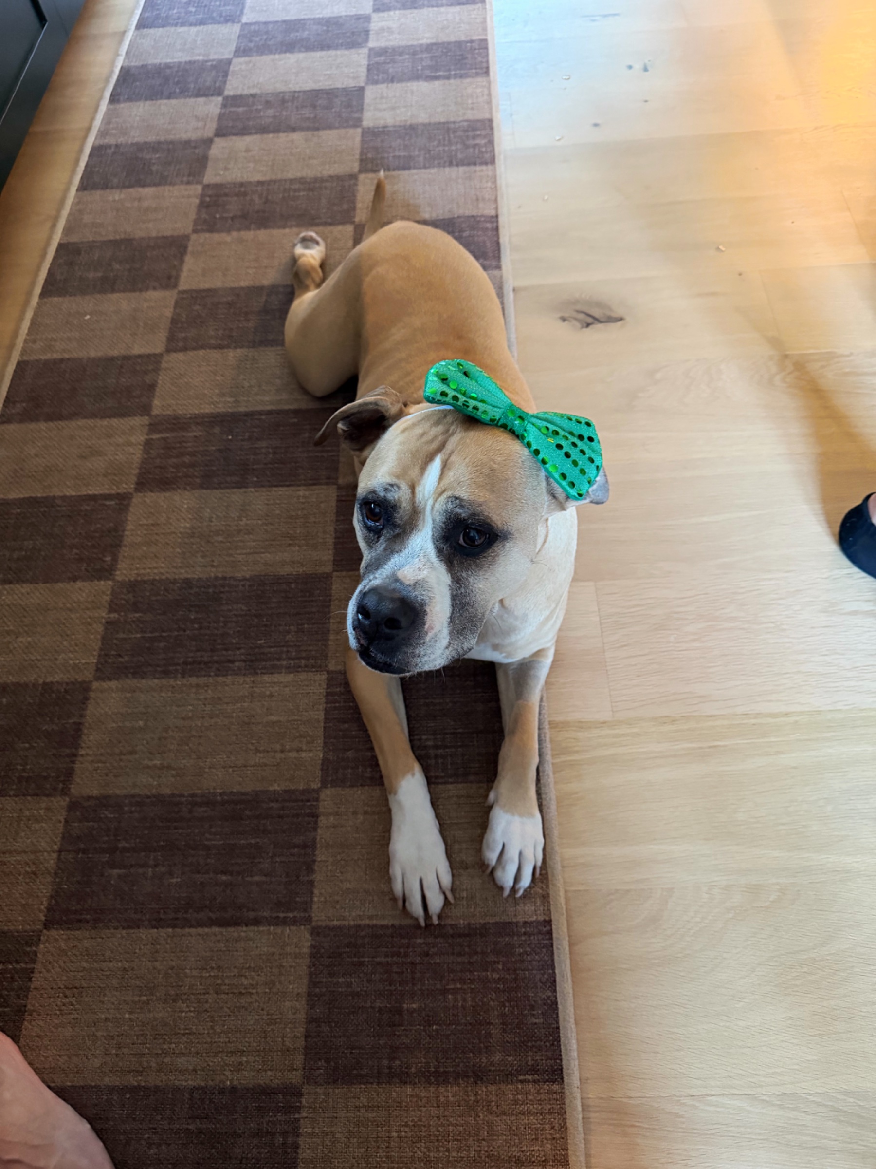 St. Patrick’s Day 2026